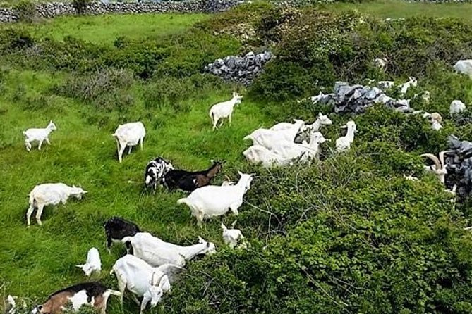 Food, heritage & cultural tour Inishmore, Aran Islands. Guided. - Stop 6: Seal colony viewpoint—watch the beach at low tide
