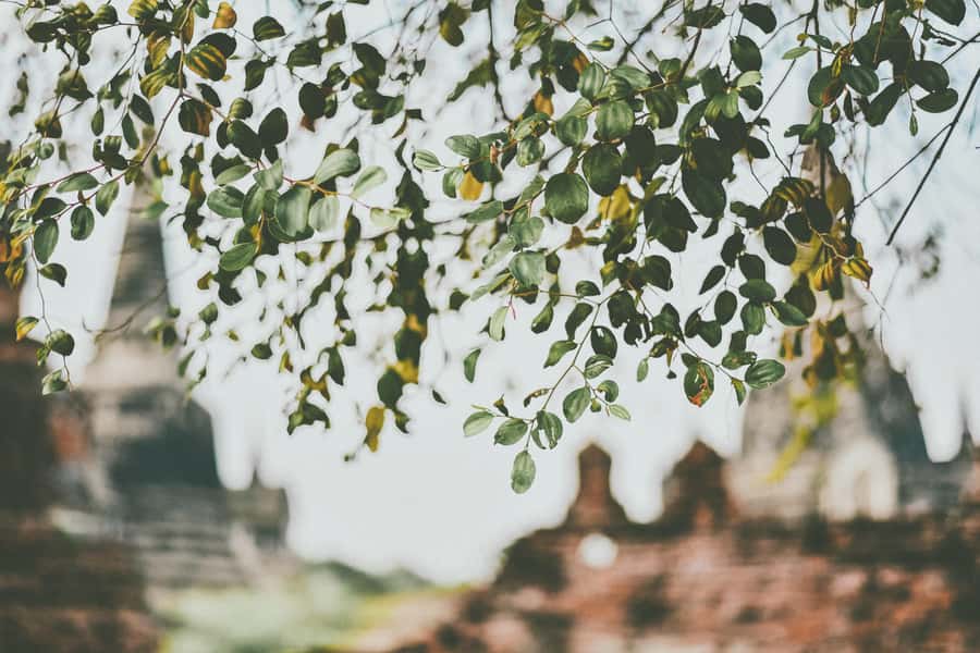 From Bangkok: Ayutthaya Ancient City Temple Tour - Language, guides, and what makes the experience feel personal