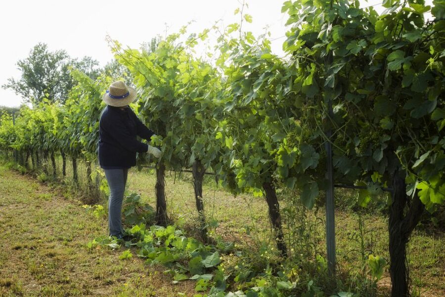 From Lisbon: Évora Wine & Heritage Tour - Market time and lunch planning: how to use your free hour-and-a-half