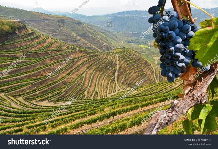 From Porto: Full-Day Douro Historical Tour - Price and value: why $104 can be fair here