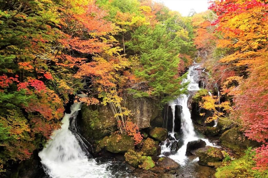 From Tokyo: Nikko World Heritage Sight Full Day Private Tour - Price and value for a group up to 6