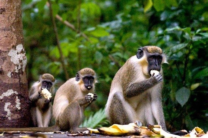 Full-Day Natural Heritage Tour in Barbados with Lunch - Lunch and comfort: the small things that make a long day work