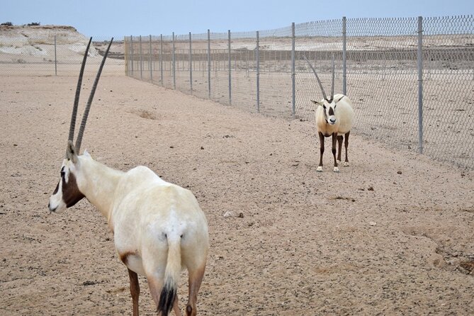 Full Day Qatar's North And West tour || History & Heritage - Zekreet Fort ruins and the rock formations: desert time, photo-friendly