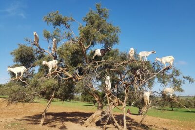 Full-Day Tour to Essaouira - The Ancient Mogador City from Marrakech - Afous Argan: Women’s Argan Oil, Goats in the Trees, and Real-World Buying