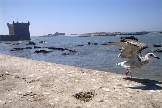 Full-Day Tour to Essaouira - The Ancient Mogador City from Marrakech - Price and Value: What You’re Really Paying For
