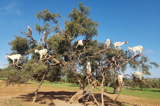 Full-Day Tour to Essaouira - The Ancient Mogador City from Marrakech - Afous Argan: Women’s Argan Oil, Goats in the Trees, and Real-World Buying