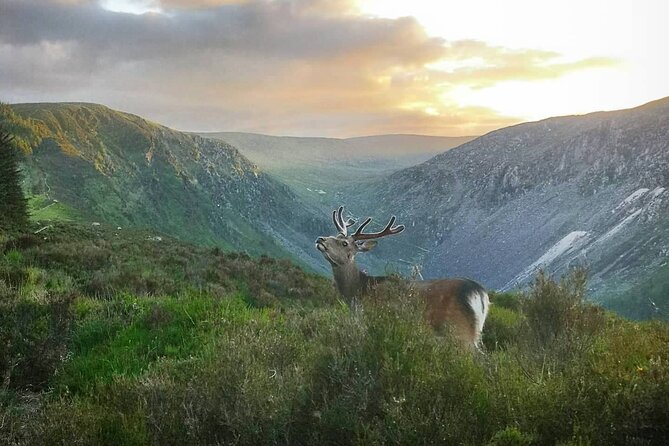 Glendalough Night Hike and History Tour - Night Hike Basics at Glendalough: What the Evening Includes