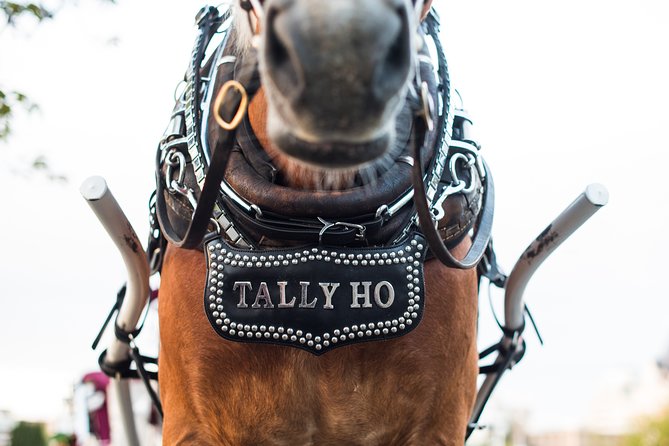 Heritage Horse-Drawn Carriage Experience in Victoria - Who this carriage ride suits best