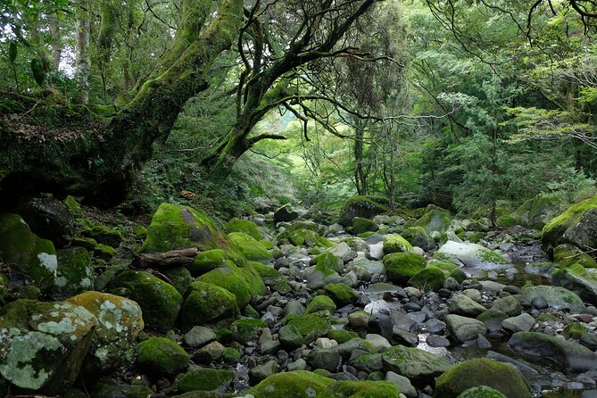 Hike Japan Heritage Hakone Hachiri (Half Day) - Should you book this Hachiri hike?