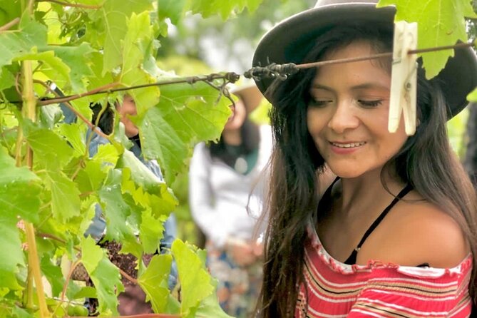 Hinterland Heritage Wine Tour - Price and value: what you’re really paying for at $143.45