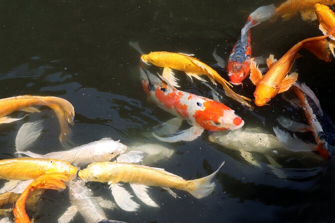 Imperial Palace East Garden and Edo Castle Walking Tour in Tokyo - Value Check: Why the Price Feels Fair