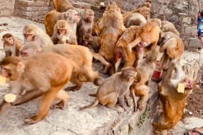 Kathmandu Private Sightseeing Tour | UNESCO World Heritage Sites - Swyambhunath (Monkey Temple): Hilltop Stupas and Big Sacred-View Energy