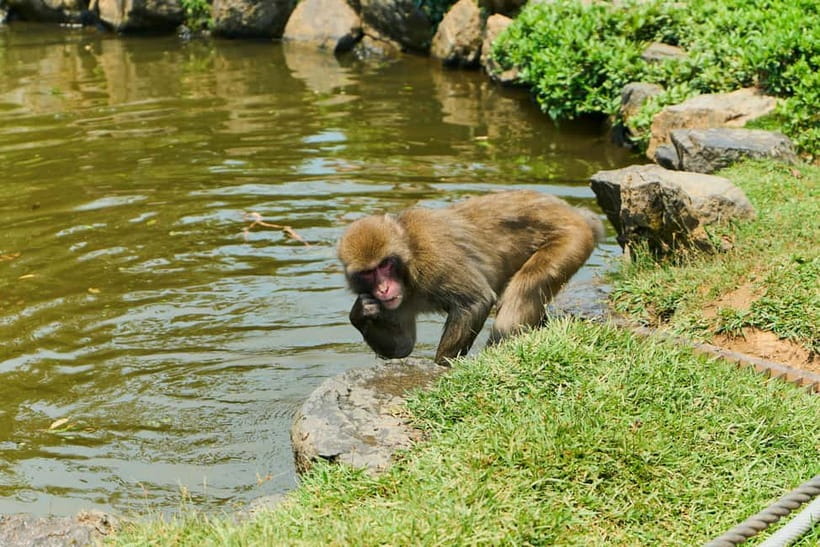 Kyoto: Arashiyama UNESCO Walking Tour with Admission - Togetsu-kyo Bridge: where the route turns into a viewpoint