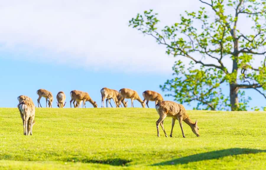 Kyoto/Osaka: Kyoto and Nara World Heritage Day Tour - Key things that make this tour worth your time