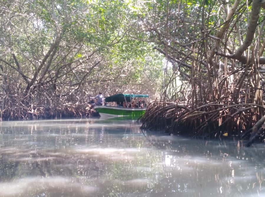 Mangroves, cultural fishing, black heritage town and lunch - Lunch on the Beach: Coconut, Seasonings, and Fresh Seafood