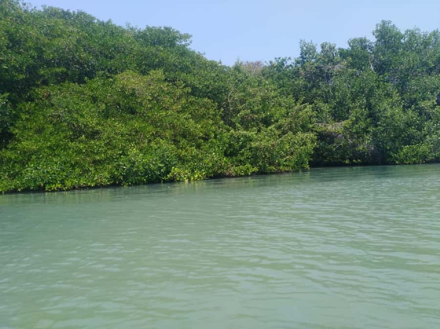 Mangroves, cultural fishing, black heritage town and lunch - Price and Value: What $49 Really Buys You