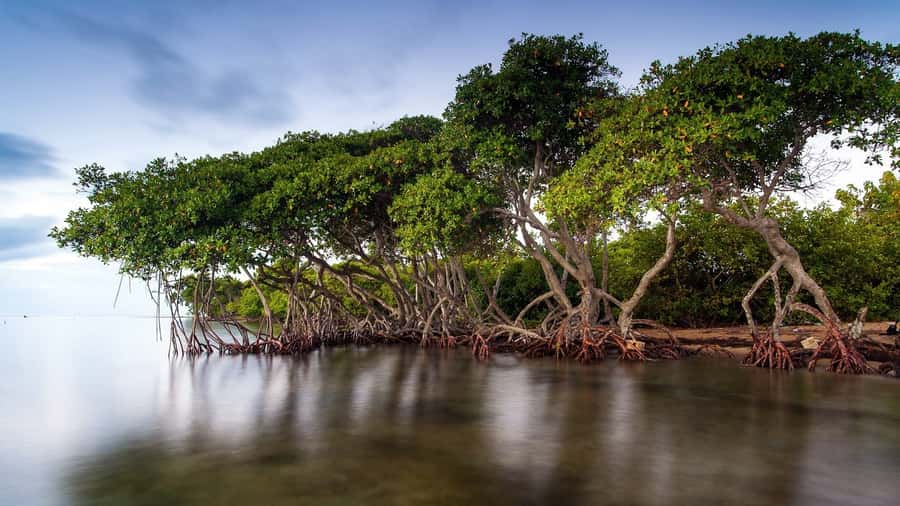 Mangroves, cultural fishing, black heritage town and lunch - Who This Tour Fits Best (and Who Might Skip It)