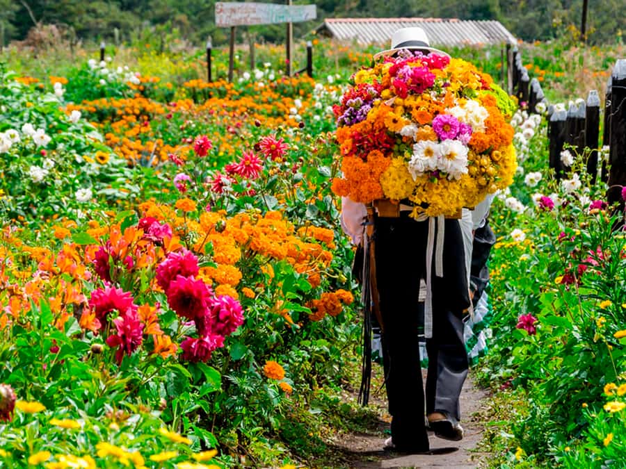 Medellín: Flower Farm & Silletero History Tour - Why Medellín’s Silletero tradition turns a farm visit into a story
