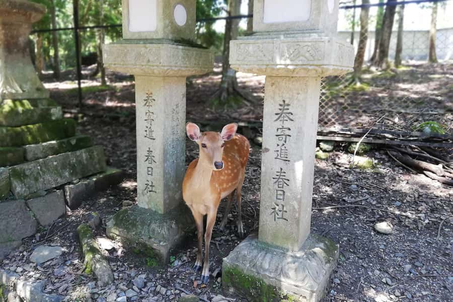 Nara: Half-Day UNESCO Heritage & Local Culture Walking Tour - Practical tips so your 5 hours stay fun