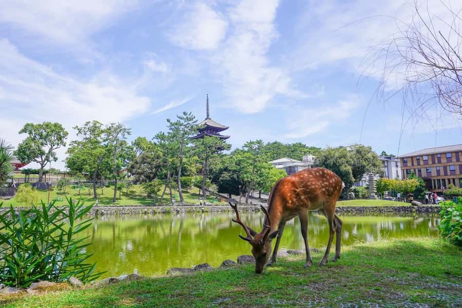 Nara: Half-Day UNESCO Heritage & Local Culture Walking Tour - Old-town streets, a merchant house look, and that pyramid-shaped pause