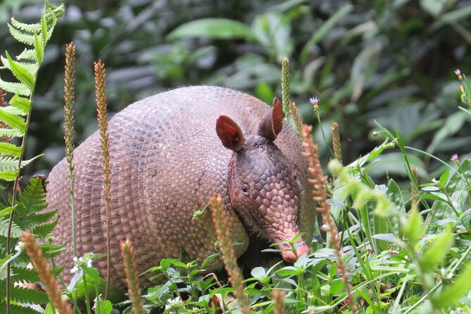 Natural History Tour at Curi Cancha Reserve in Monteverde - Price and Logistics: Is It Worth the Money?