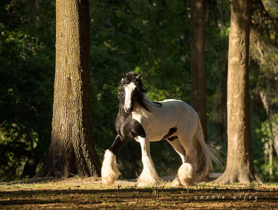 Ocala: Gypsy Gold Horse Farm Horses & History Tour - Key points to know before you go