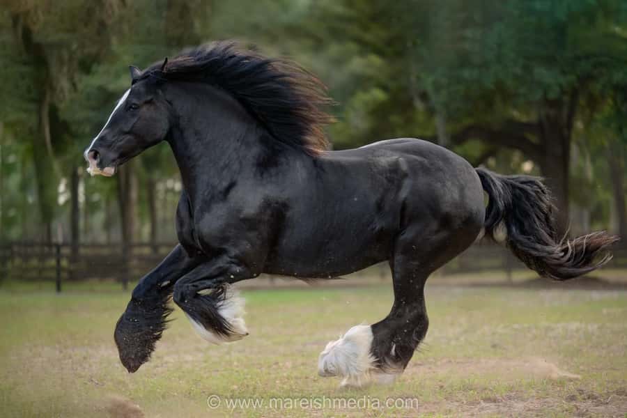 Ocala: Gypsy Gold Horse Farm Horses & History Tour - Ocala’s Gypsy Gold Horse Farm: where culture meets the stable