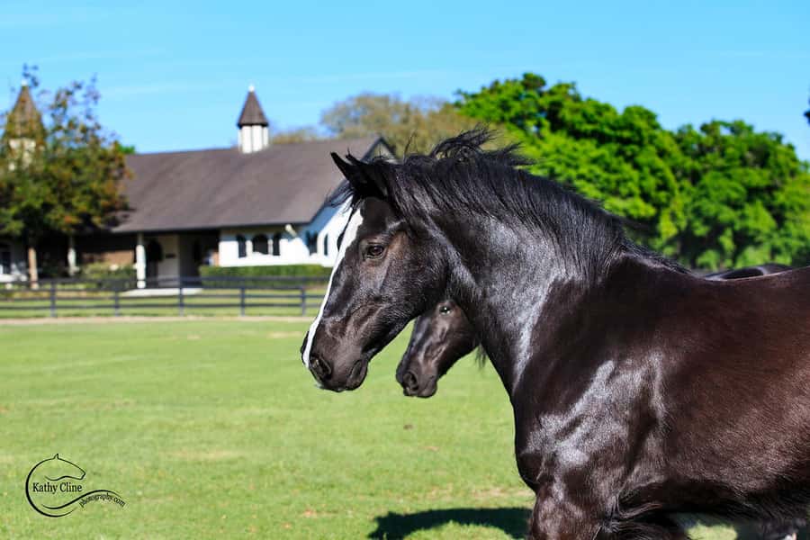 Ocala: Gypsy Gold Horse Farm Horses & History Tour - Photo-op time: see a Gypsy Vanner Horse right after the talk