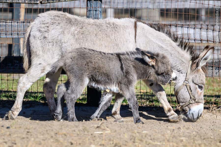 Ocala: Gypsy Gold Horse Farm Horses & History Tour - A guided 40-acre farm walk: horses plus mules, donkeys, and parrots