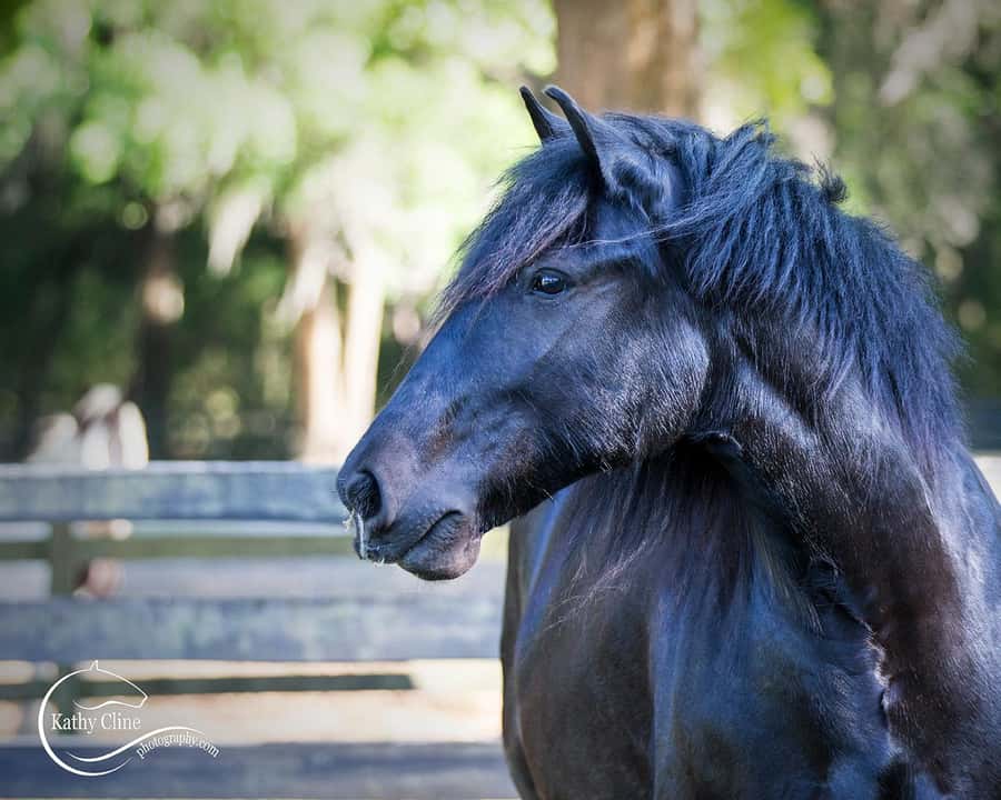 Ocala: Gypsy Gold Horse Farm Horses & History Tour - The story behind the first 16 registered Gypsy Vanner horses
