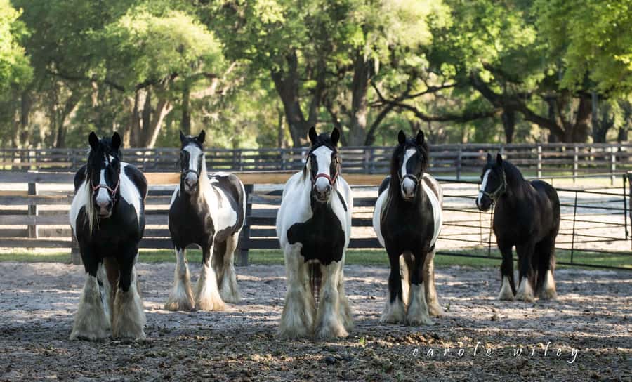 Ocala: Gypsy Gold Horse Farm Horses & History Tour - Price and value: what about $50 gets you