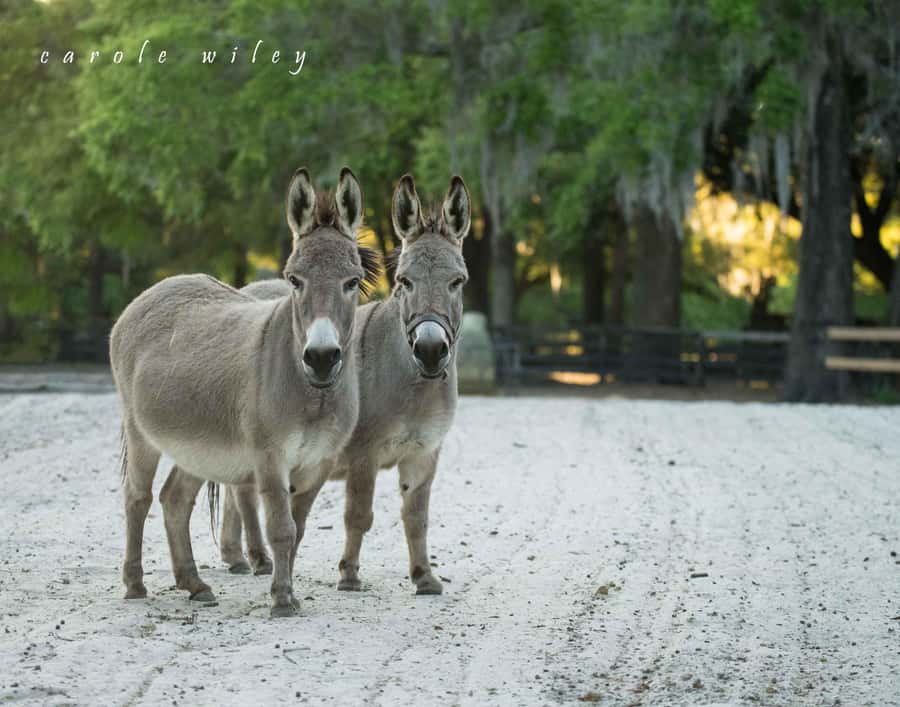 Ocala: Gypsy Gold Horse Farm Horses & History Tour - Practical tips that make the visit smoother