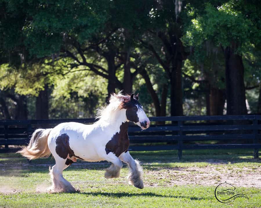 Ocala: Gypsy Gold Horse Farm Horses & History Tour - The 60-minute lecture with Dennis Thompson sets the tone