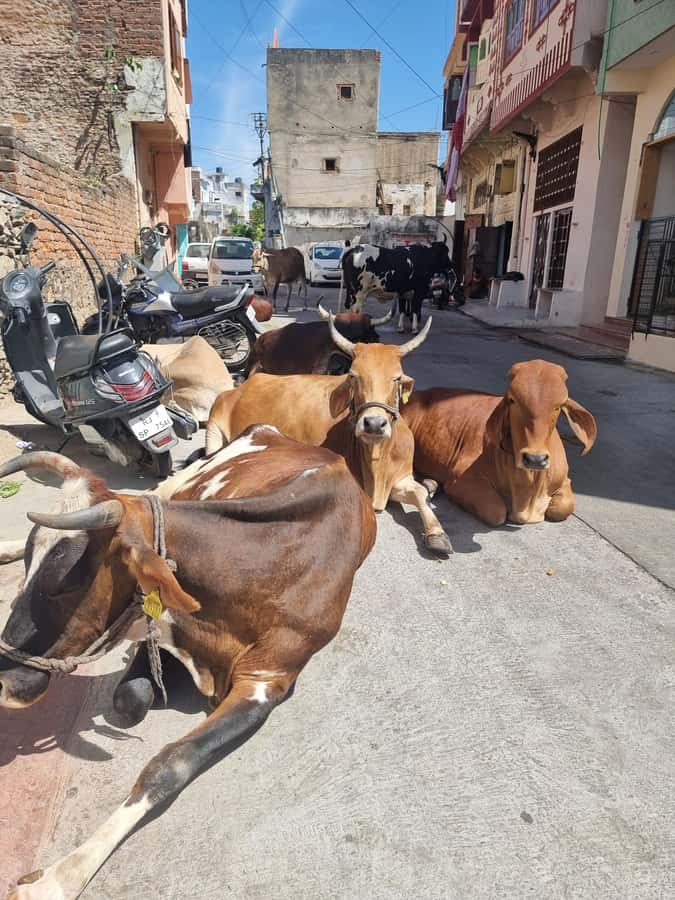 Old city heritage walk and local life experience - Why This Udaipur Old City Walk Hits Different