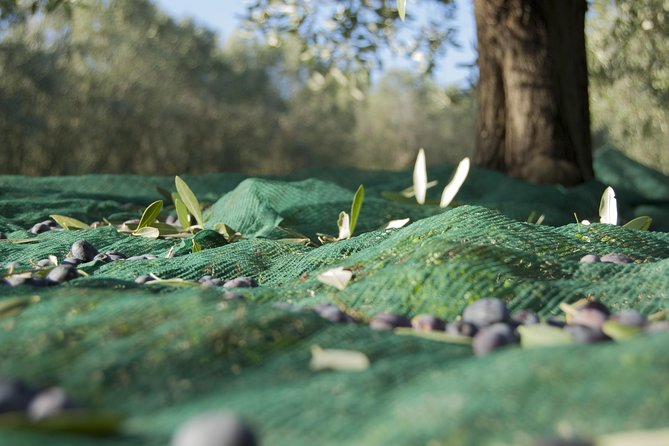 Olympia Shore Ex: Olympic site, Honey Farm & Olive Oil Tasting - Pacing and walking: easy enough for many, tough for some