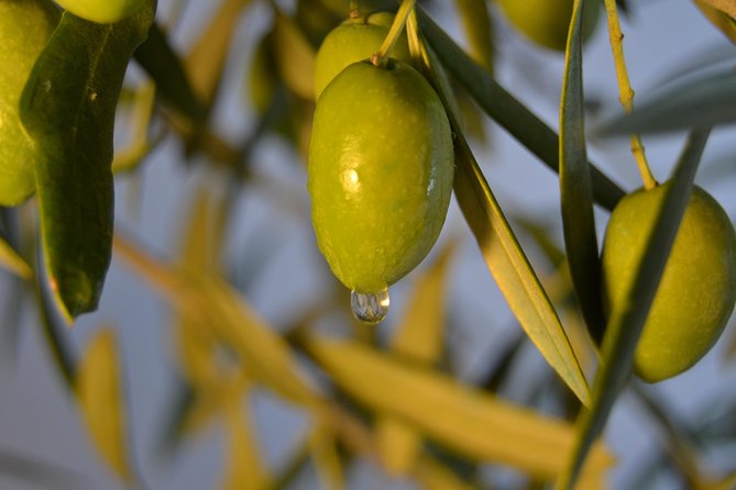 Olympia Shore Ex: Olympic site, Honey Farm & Olive Oil Tasting - Who this tour suits best (and who should pass)