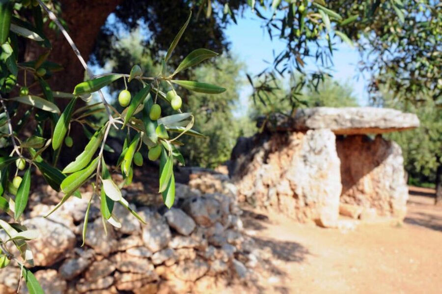 Ostuni: E-bike Tour, Ancient Olive Trees & Oil Tasting - Pedaling among ancient olive trees (and what that really means)