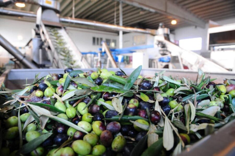Ostuni: E-bike Tour, Ancient Olive Trees & Oil Tasting - Inside the oil mill: from olives to extra virgin olive oil