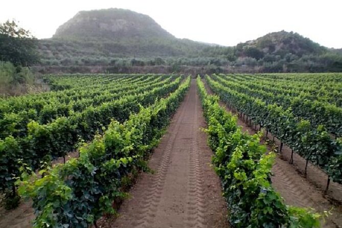 Private Excursion to Ancient Olympia - bee farm & winery - Who should book this Ancient Olympia plus honey and winery day