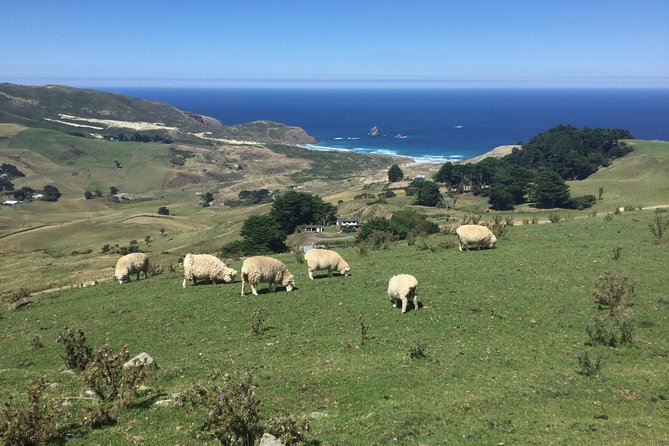 Private Guided Tour of Dunedin City Heritage and Unique Wildlife and Scenery - A Private Day in Dunedin and the Peninsula That Stays Flexible