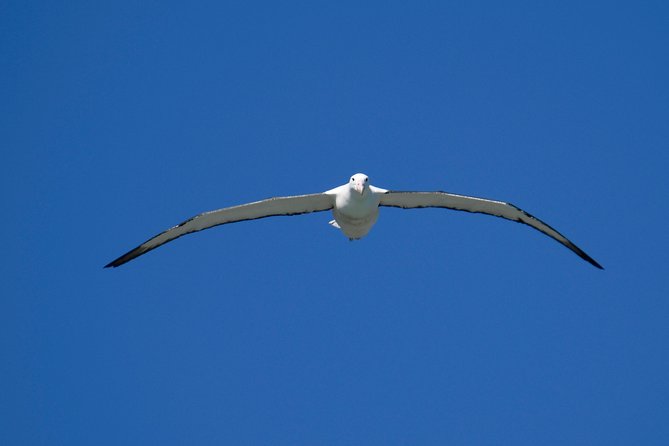 Private Guided Tour of Dunedin City Heritage and Unique Wildlife and Scenery - Olveston and Larnach Castle: Optional Historic Time vs. Extra Fees