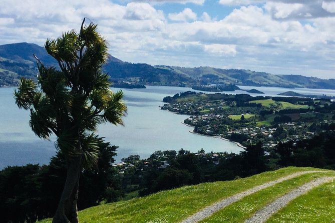 Private Guided Tour of Dunedin City Heritage and Unique Wildlife and Scenery - Price and What You’re Really Buying for $1,086