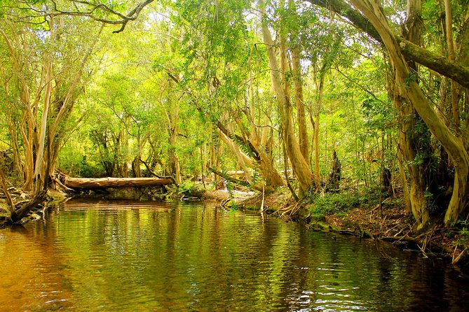 Private Half Day Tour: World Heritage Rainforest & Waterfall - Quick hits before you go