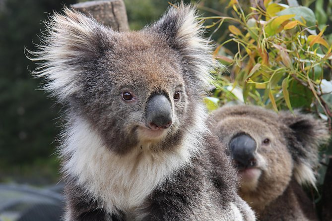 Private Half Day Tour: World Heritage Rainforest & Waterfall - Kuranda National Park and the Henry Ross Lookout finish