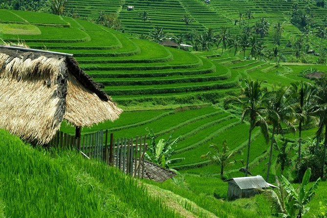 Private Jatiluwih Rice Terraces Heritage Site and Culture Tour - How the timing works from Ubud to West Bali