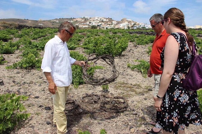 Private Tour: Ancient Akrotiri and Santorini Wineries Tour - Gavalas Winery: your first taste of Santorini style