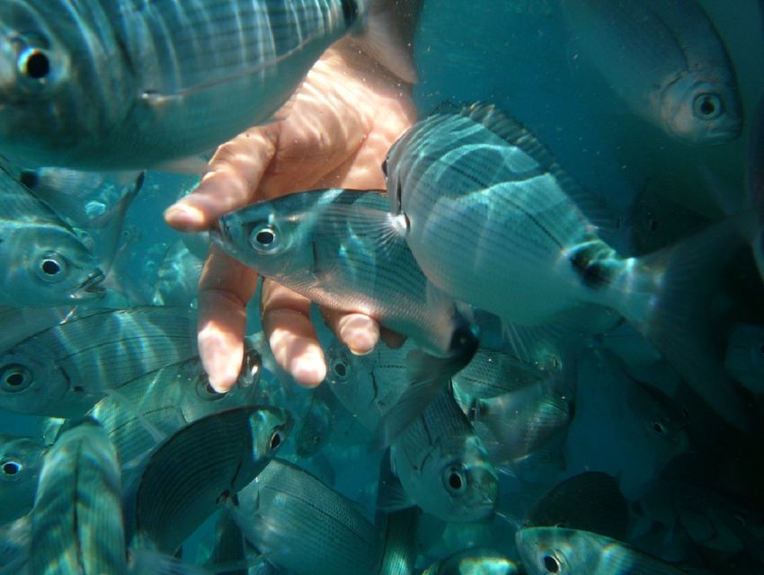 Pula: Bike Tour of Ancient Pula & Aquatic Adventures - Price and what you actually get for about $57