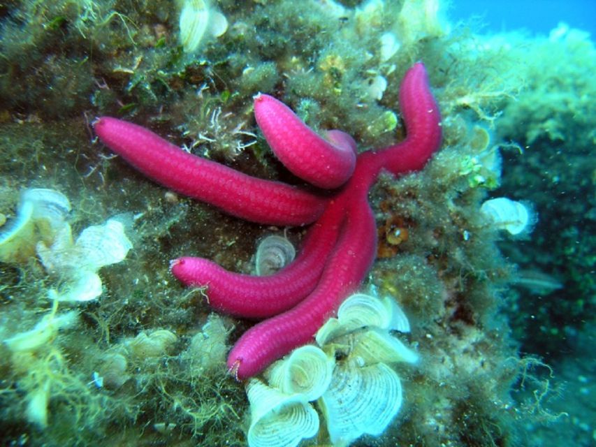 Pula: Bike Tour of Ancient Pula & Aquatic Adventures - The coastal route is the real value: why small-group riding works