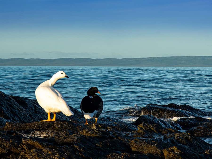 Punta Arenas: Fort Bulnes Historical Tour - Who this tour fits best (and who might want a different plan)