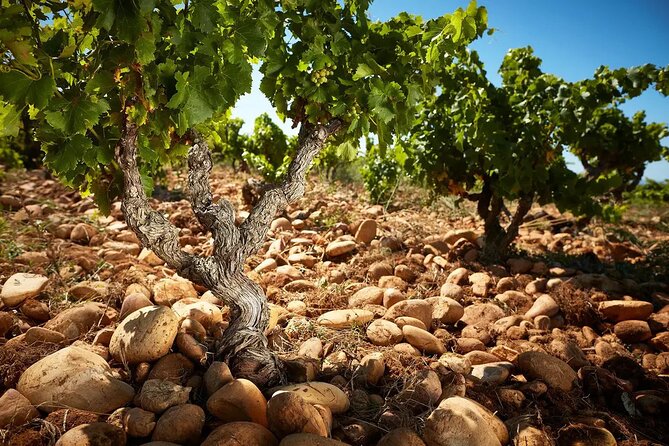 Roman Heritage & Wine Legacy - Route and timing: Why this Avignon tour starts at 2:30 pm